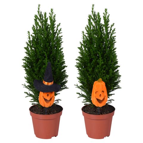 Chamaecyparis lawsoniana 'Ellwoodii'