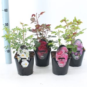 Rosa MIX (About Plants Zundert BV)