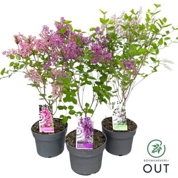Syringa MIX