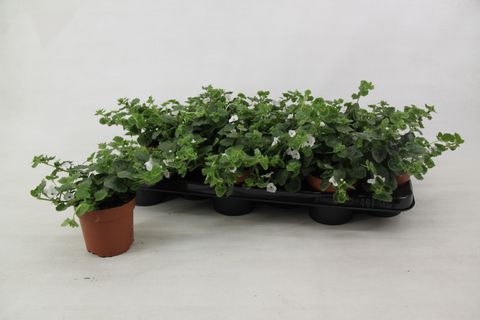 Sutera cordata BAHIA WHITE