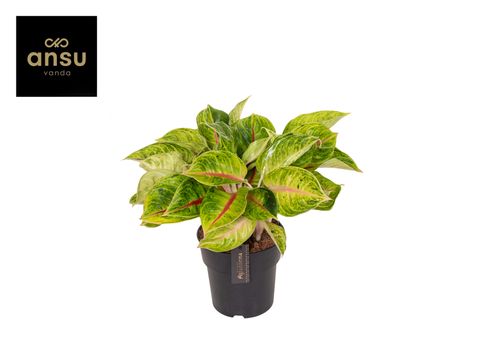 Aglaonema 'Iguana Red'