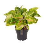 Aglaonema 'Iguana Red'