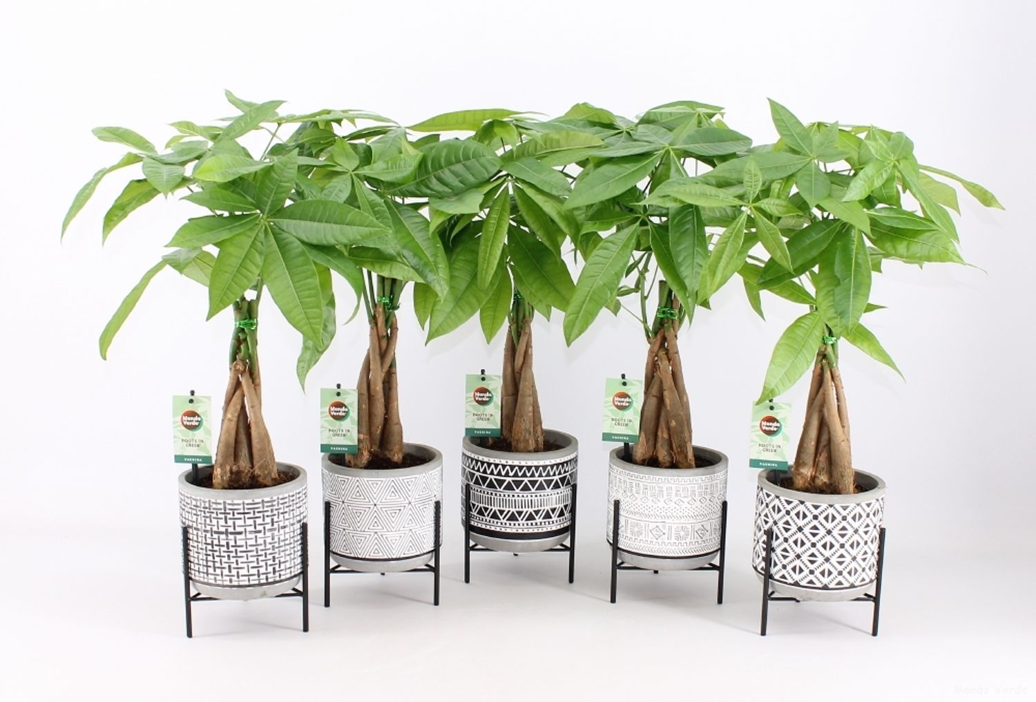 Pachira aquatica — Plant Wholesale FlorAccess