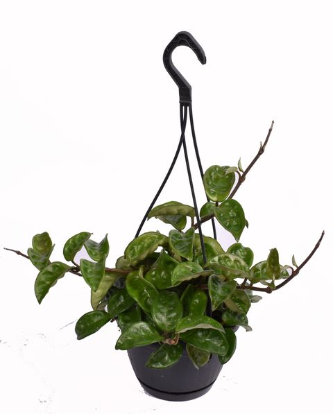 Hoya carnosa 'Krinkle 8'