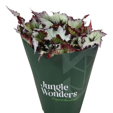 Begonia BELEAF NORDIC GLACIER