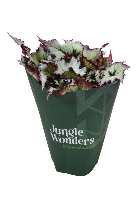 Begonia BELEAF NORDIC GLACIER