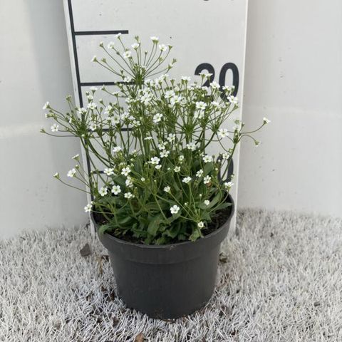 Androsace septentrionalis 'Stardust'