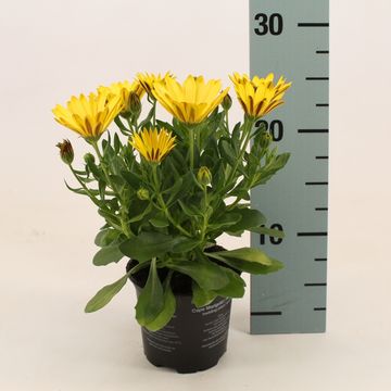 Octospermum SEÑORITA SOLANA