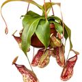 Nepenthes 'Gaya'