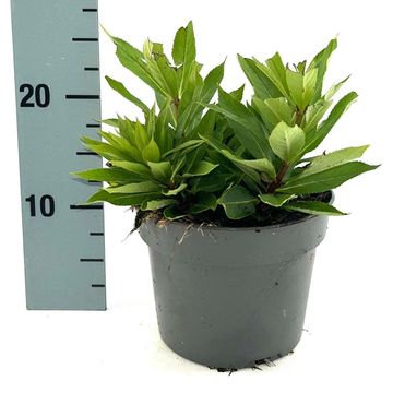 Veronicastrum virginicum 'Album'