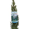 Cupressus sempervirens 'Тотем'