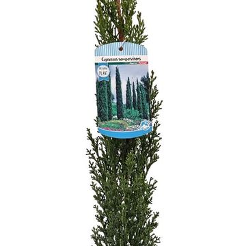 Cupressus sempervirens 'Тотем'