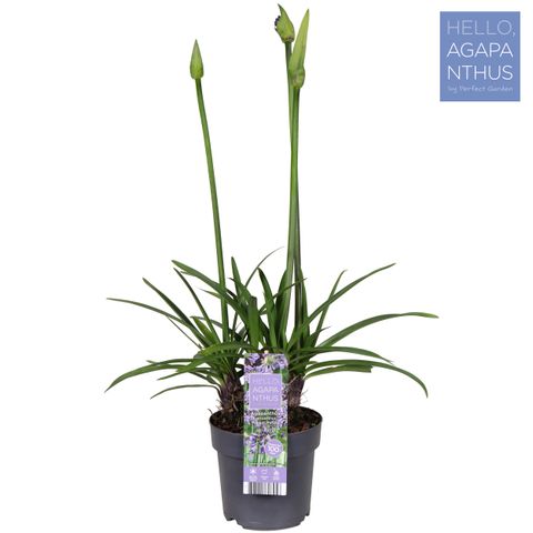 Agapanthus EVERPANTHUS POPPIN' PURPLE