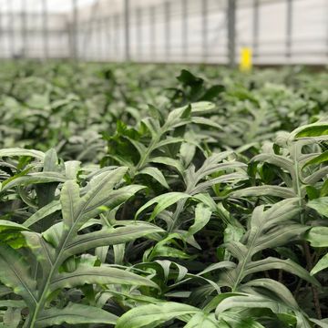 Alocasia brancifolia 'Pink Passion'