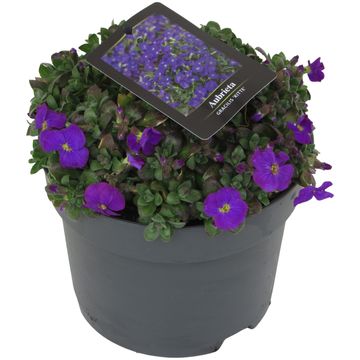 Aubrieta gracilis 'Kitte Blue'