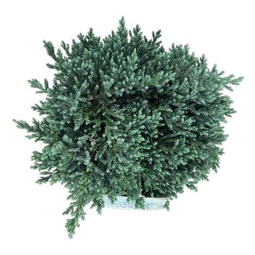 Juniperus squamata 'Tropical Blue'