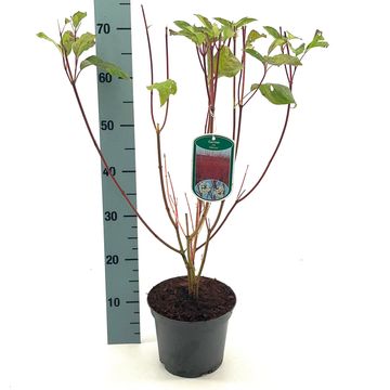 Cornus alba 'Sibirica'