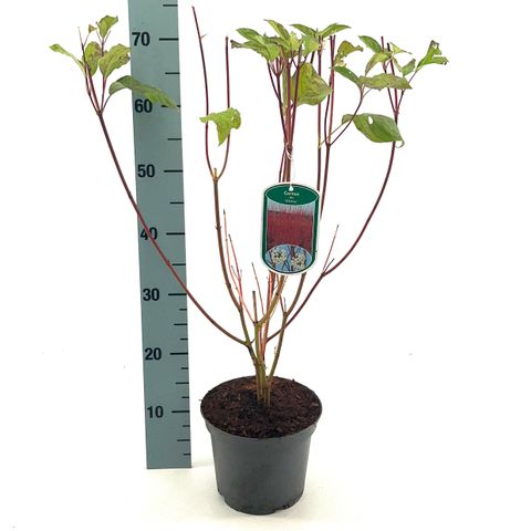 Cornus alba 'Сибирика'