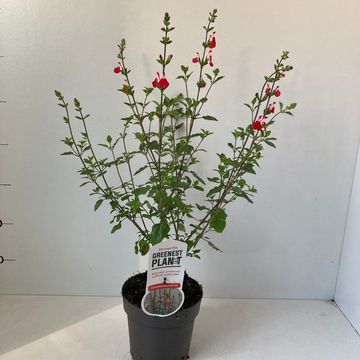 Salvia microphylla 'Hot Lips'