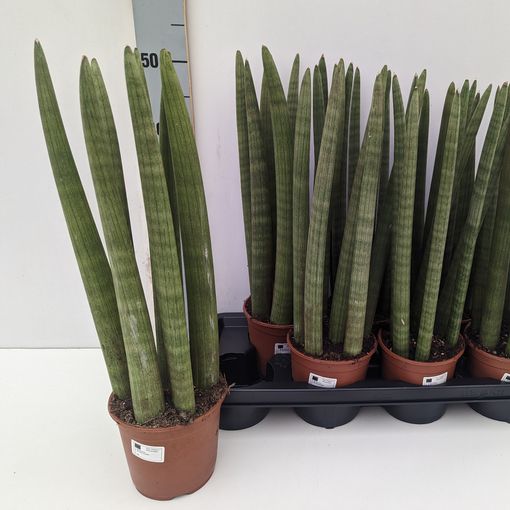 Sansevieria cylindrica 'Straight'