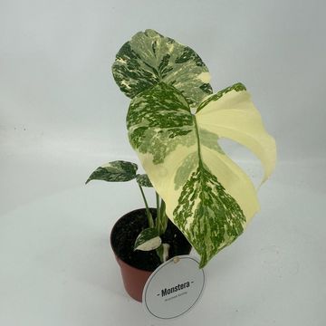 Monstera 'Crème Brûlée'
