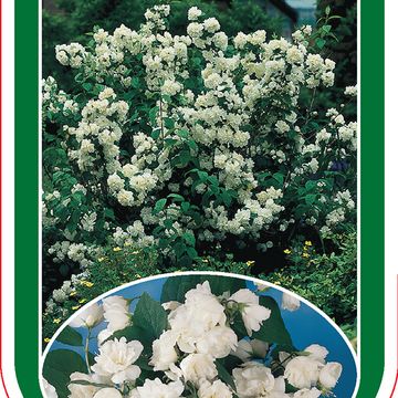 Philadelphus 'Virginal'