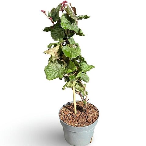 Corylus 'Red Majestic'