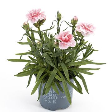 Dianthus OSCAR PINK