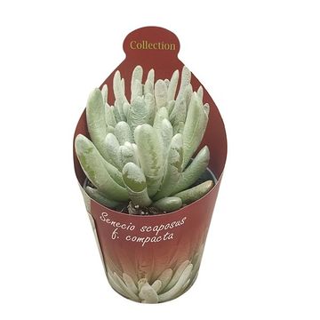 Senecio scaposus 'Compactum'