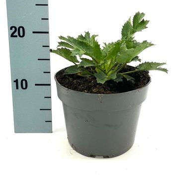 Eryngium x zabelii 'Биг Блю'