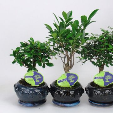 Bonsai MIX