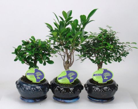 Bonsai MIX