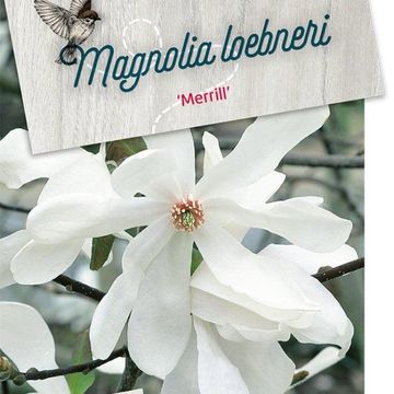 Magnolia x loebneri 'Merrill'