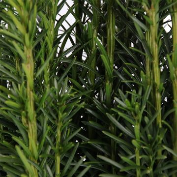 Taxus baccata 'Fastigiata'