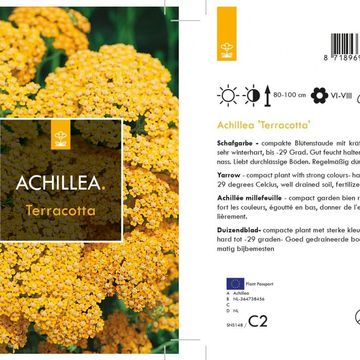 Achillea millefolium MILLY ROCK YELLOW TERRACOTTA