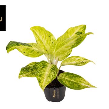 Aglaonema 'Citronelle'