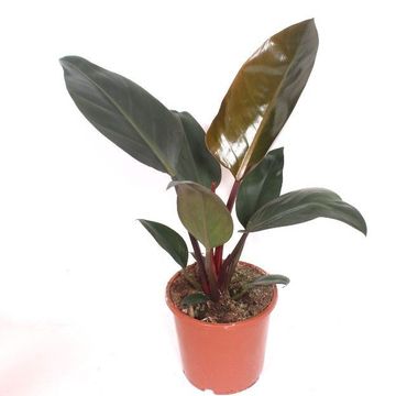 Philodendron 'Red Congo'