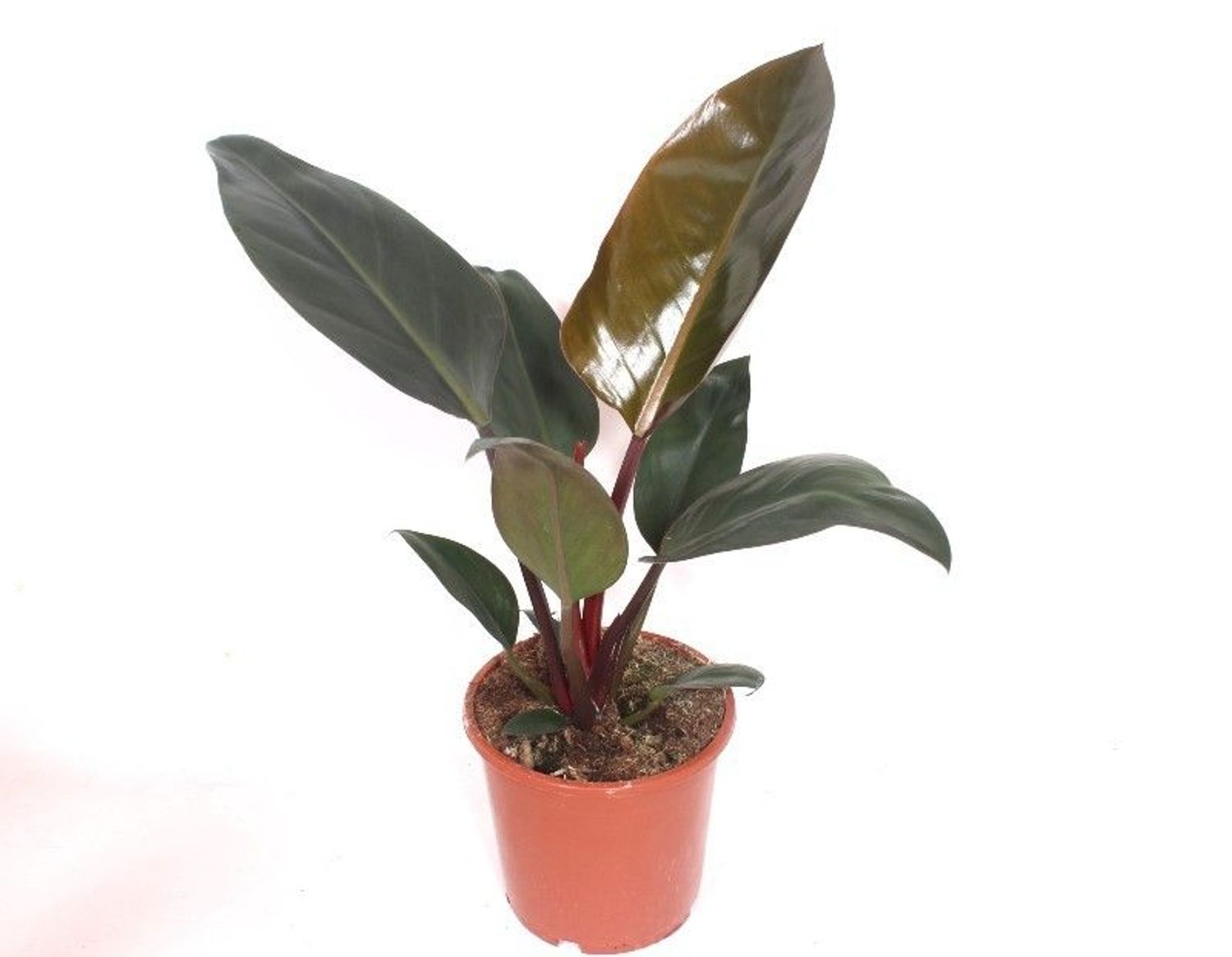 Philodendron 'Red Congo' — Plant Wholesale FlorAccess