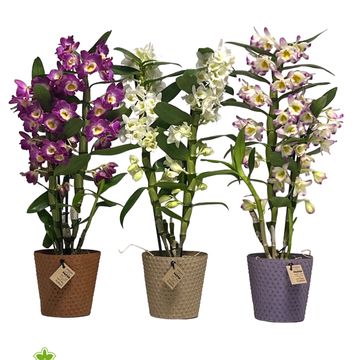 Dendrobium nobile MIX