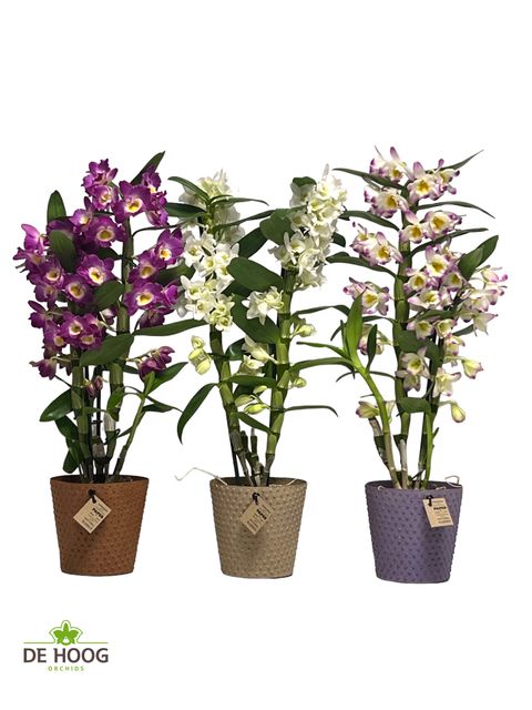 Dendrobium nobile MIX
