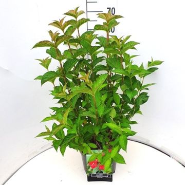 Weigela 'Bristol Ruby'