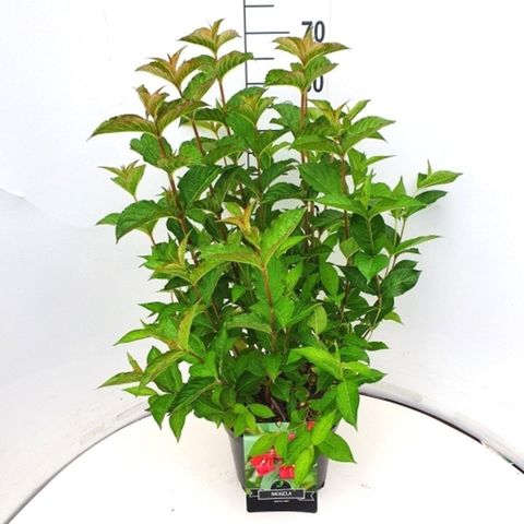 Weigela 'Bristol Ruby'