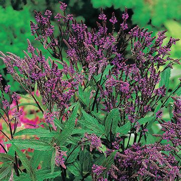 Verbena hastata