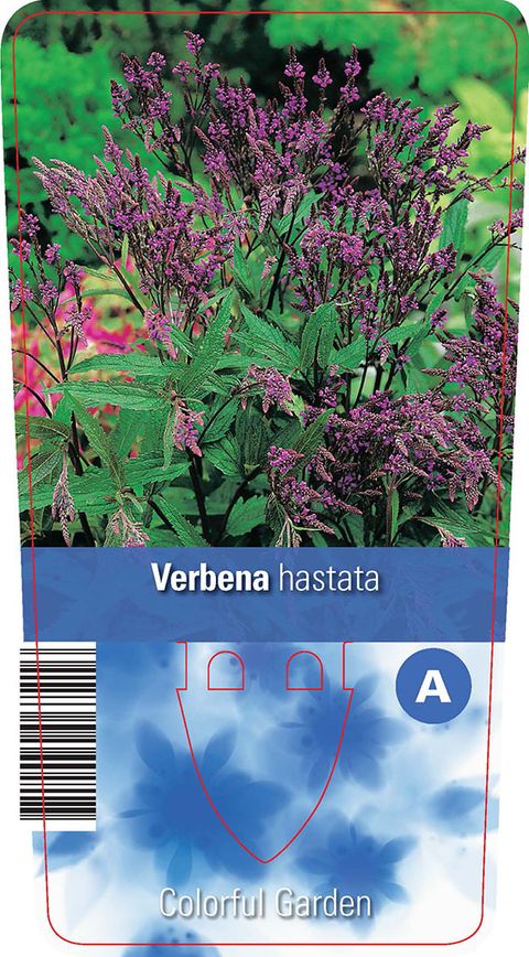 Verbena hastata