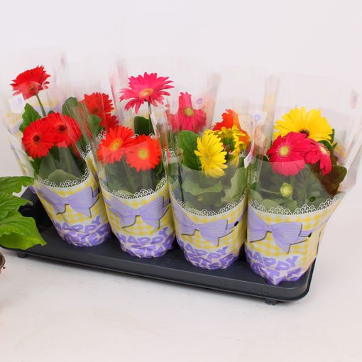 Gerbera COLOURGAME MIX