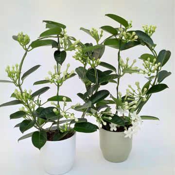 Stephanotis floribunda