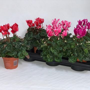 Cyclamen persicum SUPER SERIE S ALLURE FUJI MIX