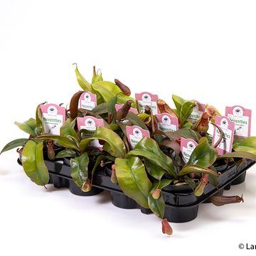 Nepenthes MIX