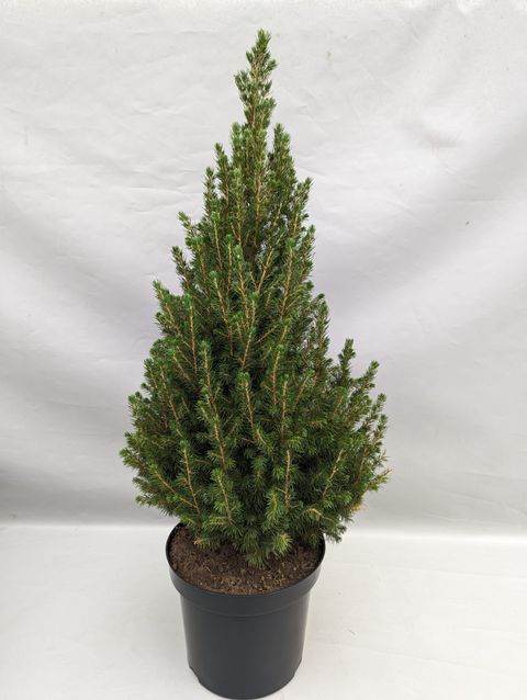 Picea glauca DECEMBER — Plant Wholesale FlorAccess