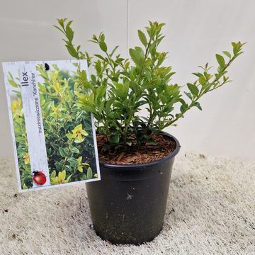 Ilex maximowicziana kanehirae